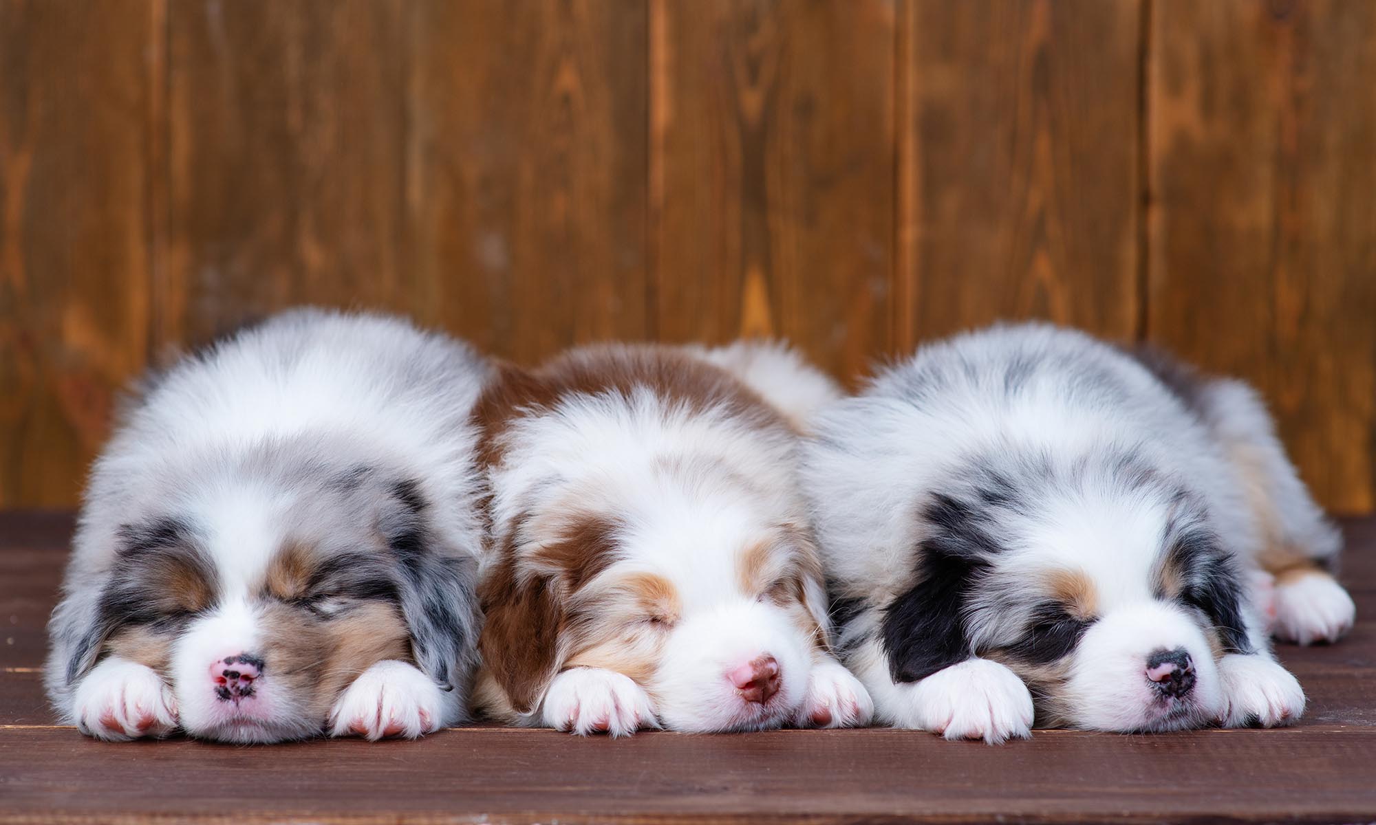 Three australian shepherd puppies sleeping